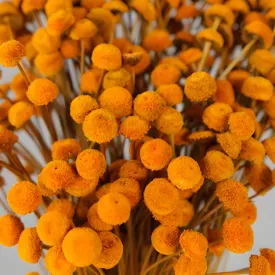 Burnt Orange Dried Floral Buttons